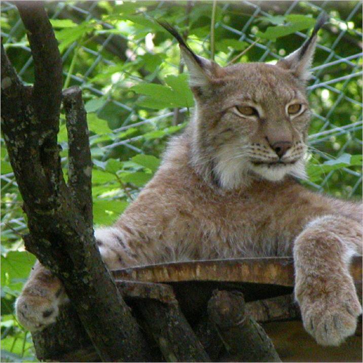 Der Zoo Hellbrunn bei Salzburg