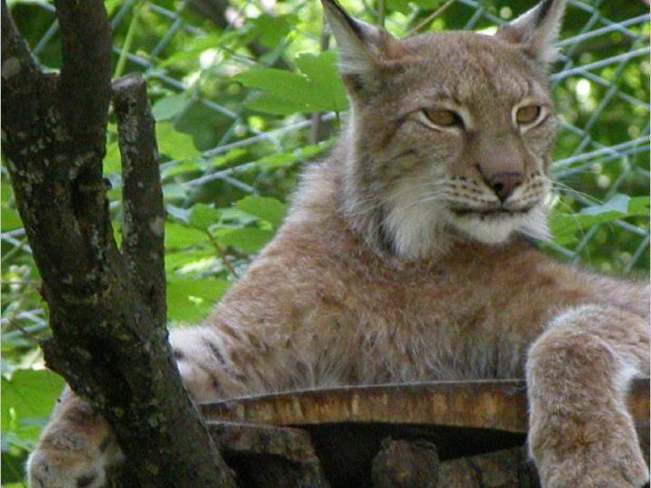 Der Zoo Hellbrunn bei Salzburg